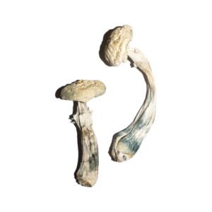 Avery's Albino Magic Mushrooms online kaufen