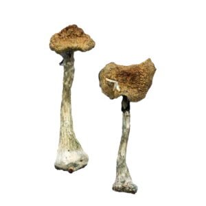 Acheter des champignons magiques A+ en ligne