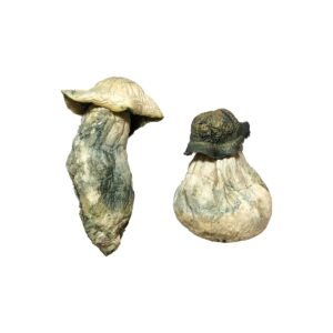 Acheter des champignons magiques Albino Penis Envy en ligne