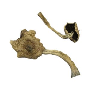 Buy Bayou Magic Mushrooms Online