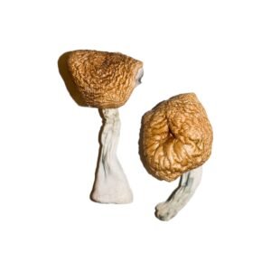 Buy Burmese Magic Mushrooms Online