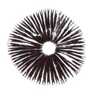 Buy Escondido Mexico Psilocybe Cubensis Spore Print Online