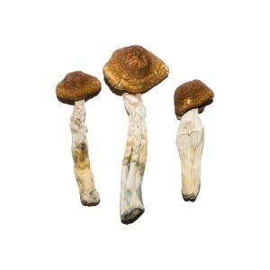 Köp Featured Special 'Oz' Magic Mushrooms (28 gram) online