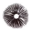 Αγοράστε Golden Teacher Psilocybe Cubensis Spore Print Online