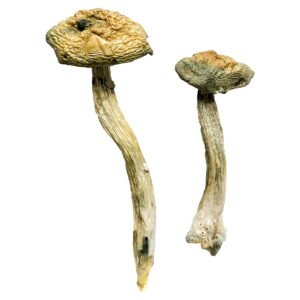 Acheter des champignons magiques Jerry Garcia en ligne