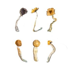 Buy Magic Mushroom Sampler Kit / Tasting Menu Online