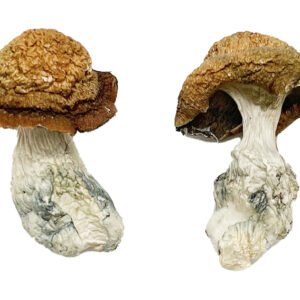 Köp Makilla Gorilla Magic Mushrooms online