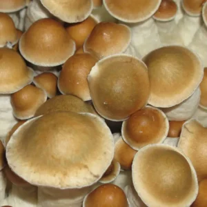 Koop PES Hawaii cubensis Paddenstoel Sporen Online