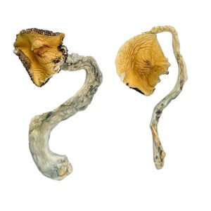 Buy Panama Magic Mushrooms Online