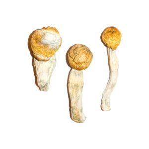 Acheter Penis Envy Magic Mushrooms en ligne