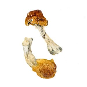 Acheter des champignons magiques Texas Orange Cap en ligne