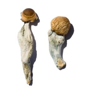 Acheter Trans Envy Magic Mushrooms en ligne