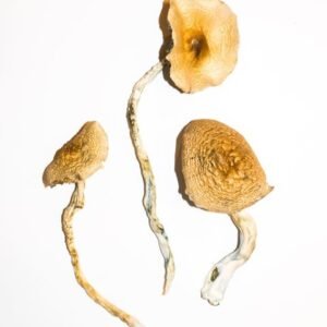 Champignons magiques Golden Teachers