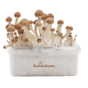 Magic Mushroom Grow Kit Amazon XP por FreshMushrooms®.