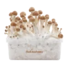 Kit per la coltivazione di funghi magici B+ XP di FreshMushrooms