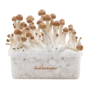 Magic Mushroom Grow Kit B+ XP by FreshMushrooms®