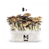 Magic Mushroom Grow Kit B+ von Mondo®