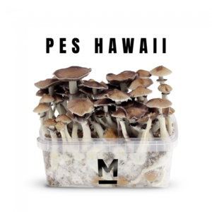 Magic Mushroom Grow Kit Hawaiian PES By Mondo®