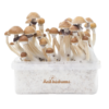 Magic Mushroom-dyrkningssæt McKennaii XP fra FreshMushrooms®.