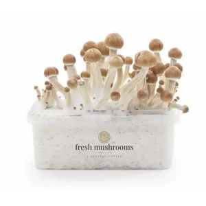 Magic mushroom grow kit Ecuador XP von FreshMushrooms®