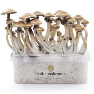 Magisk svampedyrkningssæt Golden Teacher XP fra FreshMushrooms®.