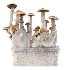 Mondo® Treasure Coast Magic Mushroom Grow Kit (Kit de culture de champignons magiques)