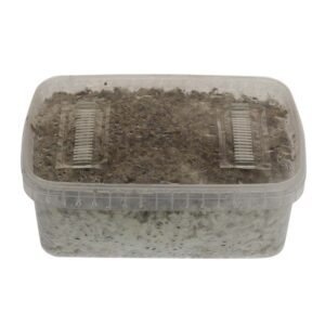 Thai Magic mushrooms grow kit GetMagic